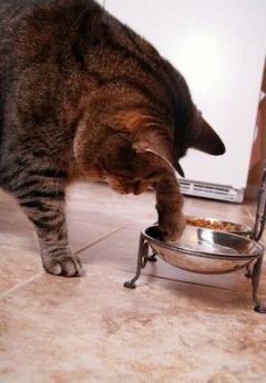 Boli cu risc in sarcina. Toxoplasmoza si sarcina. Consecinte si tratament. 1 Boli cu risc in sarcina. Toxoplasmoza si sarcina. Consecinte si tratament. 1