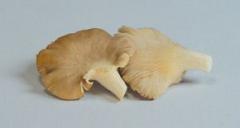 Ciuperci pleurotus cu vin si ceapa verde 1 Ciuperci pleurotus cu vin si ceapa verde 1