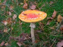 Ciupercile si beneficiile lor pentru sanatate 1 Ciupercile si beneficiile lor pentru sanatate 1