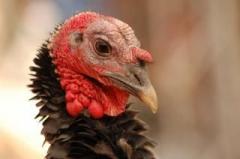 De ce curcanul? 1 De ce curcanul? 1