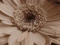 Distrofia la sugari si copii mici 1 Distrofia la sugari si copii mici 1