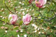 Floriile(Duminica Floriilor) 1 Floriile(Duminica Floriilor) 1