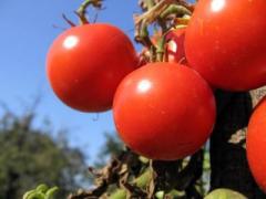 Minunile vegetale. Sa fim mai sanatosi cu ajutorul sucurilor din fructe si legume. 1 Minunile vegetale. Sa fim mai sanatosi cu ajutorul sucurilor din fructe si legume. 1