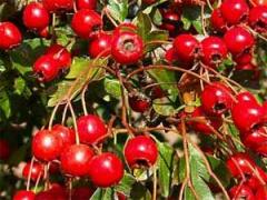 Paducelul, leacul minune pentru inima 1 Paducelul, leacul minune pentru inima 1