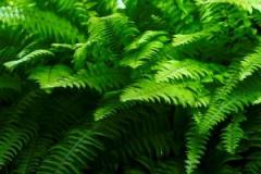 Plante interzise in timpul sarcinii 1 Plante interzise in timpul sarcinii 1