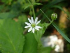 Tratament naturist pentru circulatie si varice 1 Tratament naturist pentru circulatie si varice 1