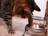 Boli cu risc in sarcina. Toxoplasmoza si sarcina. Consecinte si tratament. Boli cu risc in sarcina. Toxoplasmoza si sarcina. Consecinte si tratament.