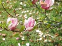 Floriile(Duminica Floriilor) Floriile(Duminica Floriilor)