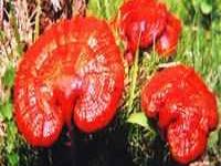Ganoderma, ciuperca cu puteri magice Ganoderma, ciuperca cu puteri magice