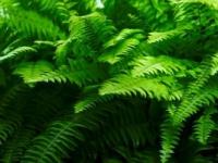 Plante interzise in timpul sarcinii Plante interzise in timpul sarcinii
