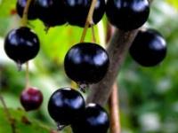 Remedii naturiste cu coacaze negre Remedii naturiste cu coacaze negre