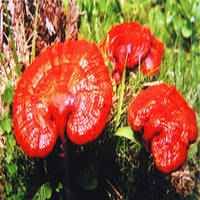 Ganoderma, ciuperca cu puteri magice Ganoderma, ciuperca cu puteri magice